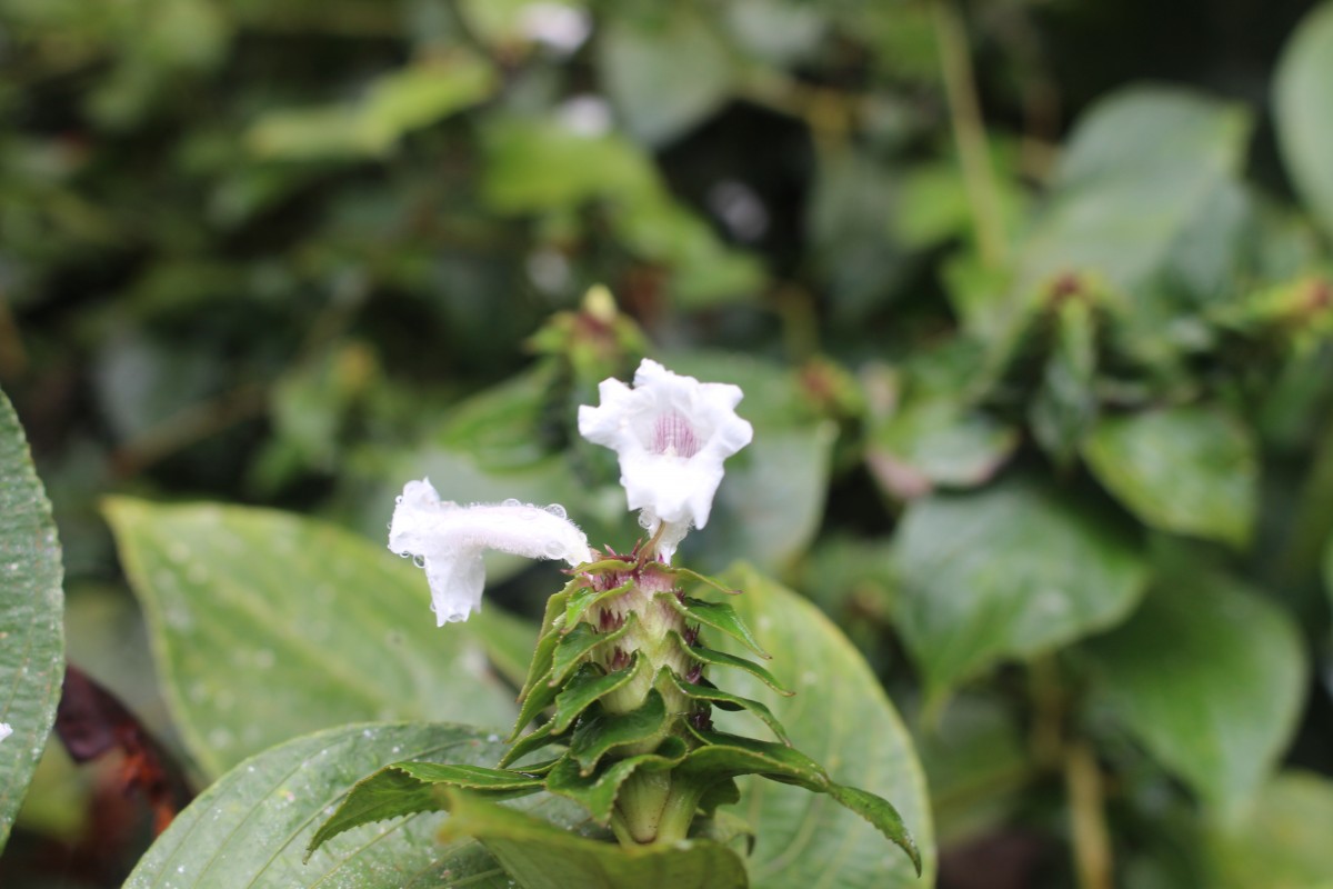 Strobilanthes